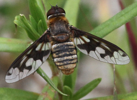 Exoprosopa sp.